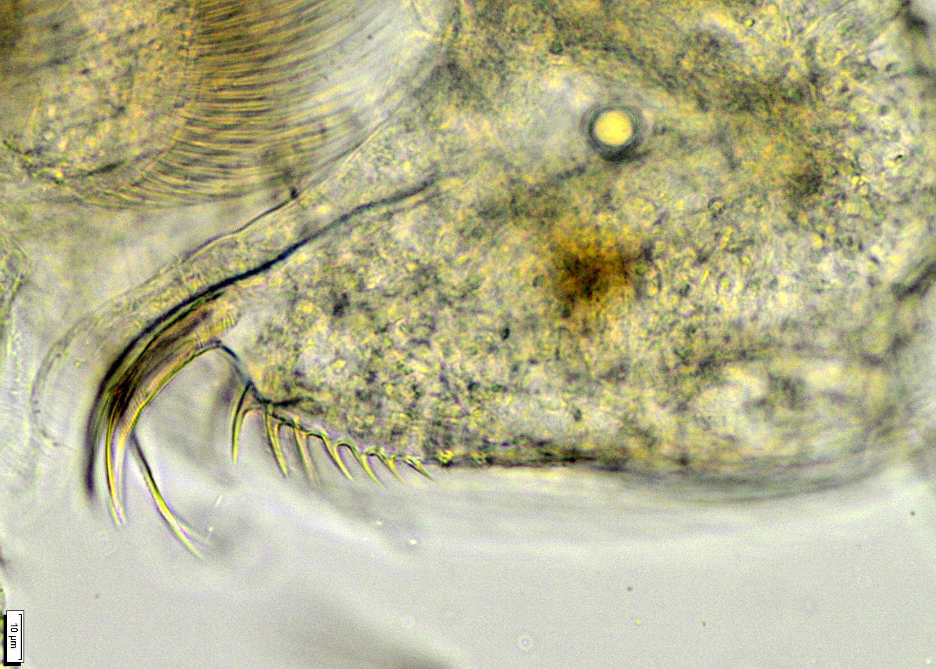 Daphnia galeata Sars, 1864