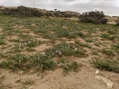 Astragalus tribuloides