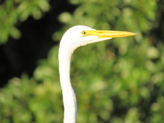 Ardea alba