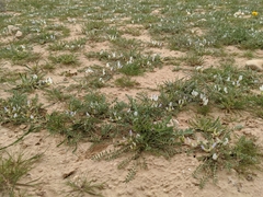 Astragalus tribuloides