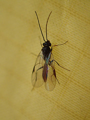 Dryinidae