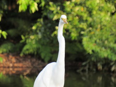 Ardea alba