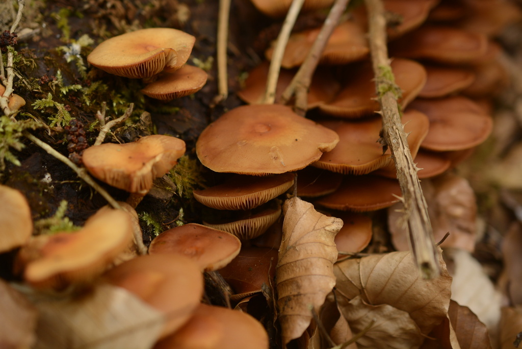 Kuehneromyces mutabilis · March 2026 · photo: © cryptomarasmius (iNaturalist, cc-by)