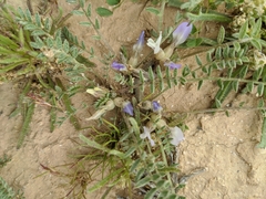 Astragalus tribuloides