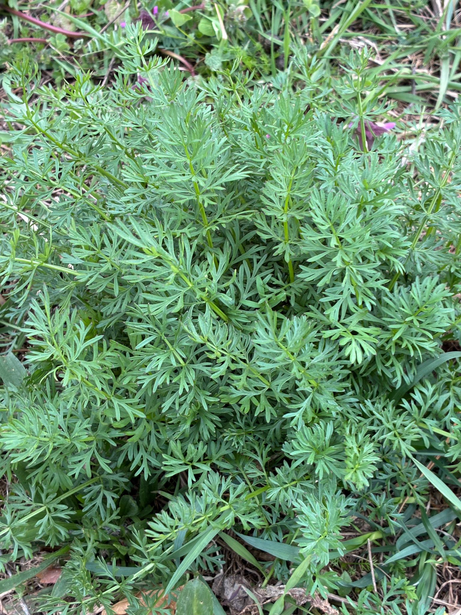 Alcaravea