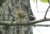 Worm-eating Warbler (Helmitheros vermivorum), photo 7