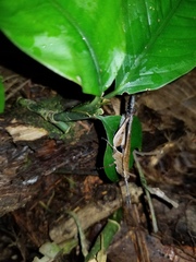 Xiphiola cyanoptera