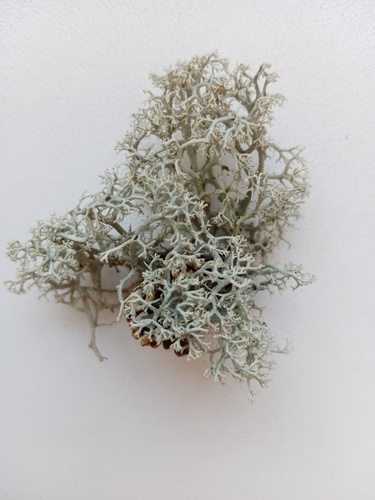 Cladonia mitis, 2025-07-16