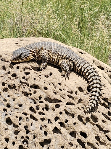 Smaug giganteus observed 2025-01-04