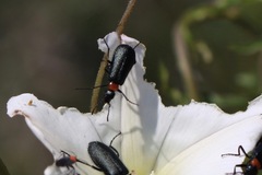 Lytta crotchii