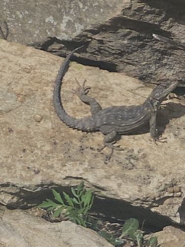 Drakensberg Crag Lizard