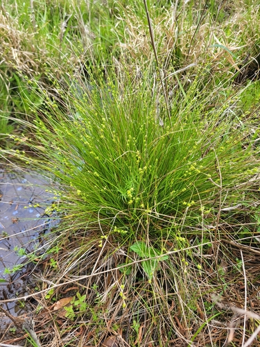 Carex capillacea observed 2026-03-29