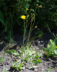 Crepis runcinata