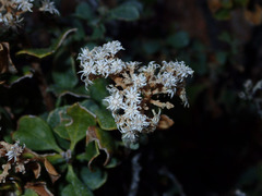 Ericameria cuneata spathulata