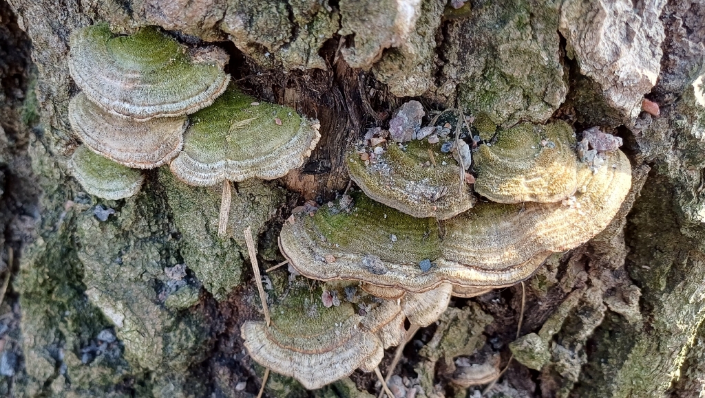 Trametes betulina · March 2026 · photo: © mikkohei13 (iNaturalist, cc0)