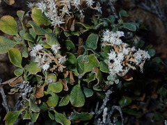Ericameria cuneata spathulata