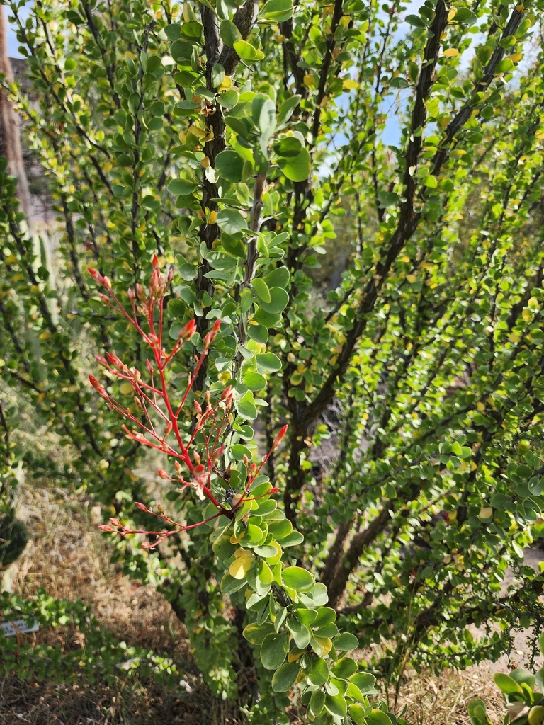 Adam's tree from 23930 San Ignacio, B.C.S., México on March 29, 2026 at ...