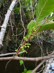 Doliocarpus dentatus