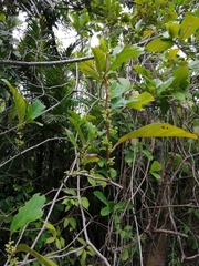 Doliocarpus dentatus