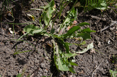 Crepis runcinata