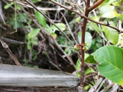 Doliocarpus dentatus