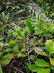 Doliocarpus dentatus
