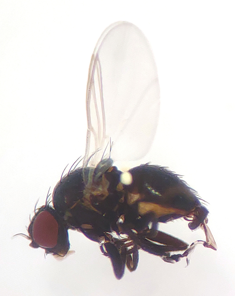 Pseudonapomyza europaea