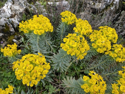 Upright Myrtle Spurge (Euphorbia rigida)