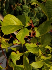 Cissus erosa