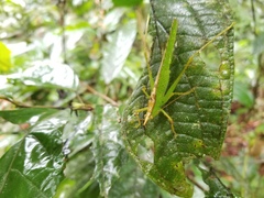 Melanophoxus brunneri