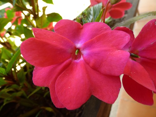 New Guinea Impatiens (Impatiens hawkeri)
