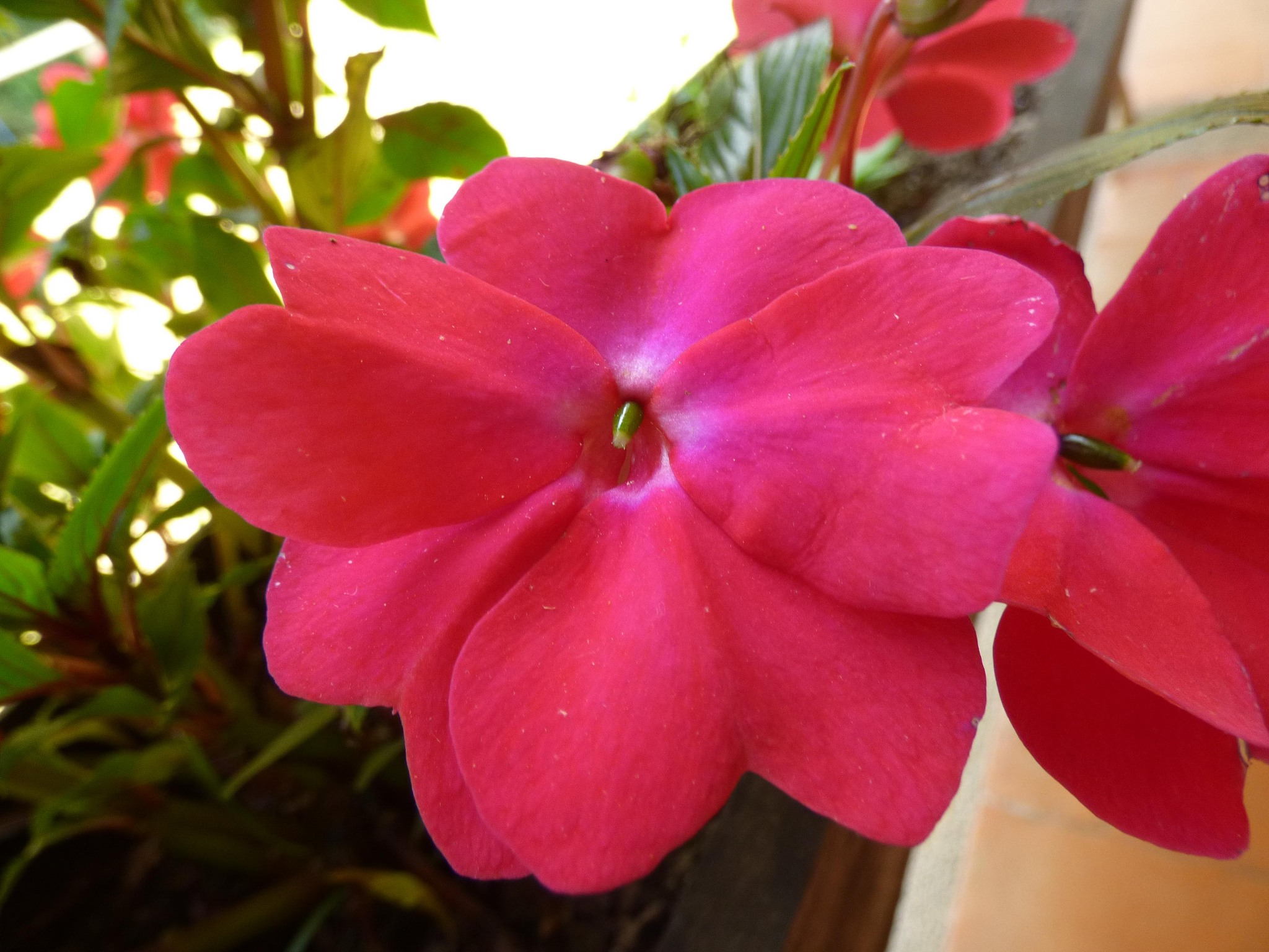 New Guinea Impatiens (Impatiens hawkeri)