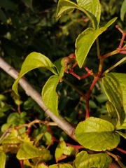 Cissus erosa