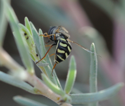 Unknown species found near Baker, CA, US