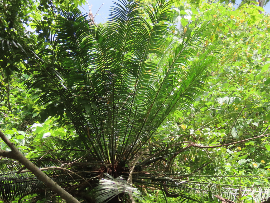 Cycas sundaica (Cycas sundaica)