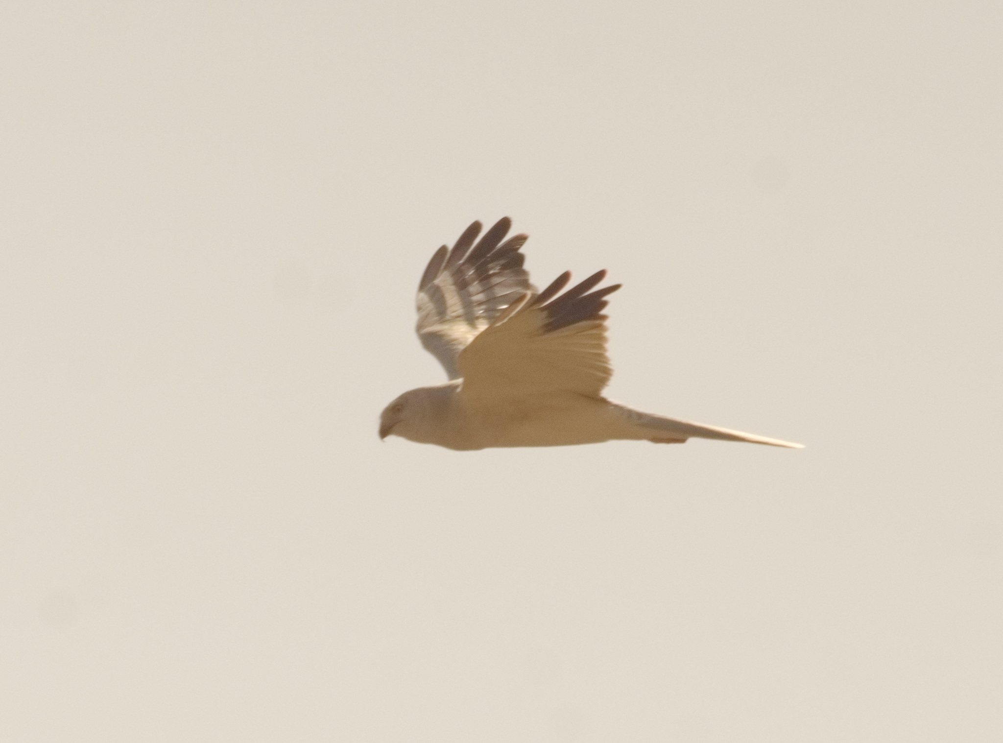 Pallid Harrier (Circus macrourus), photo 6