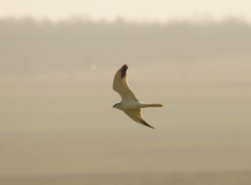 Pallid Harrier (Circus macrourus), photo 4