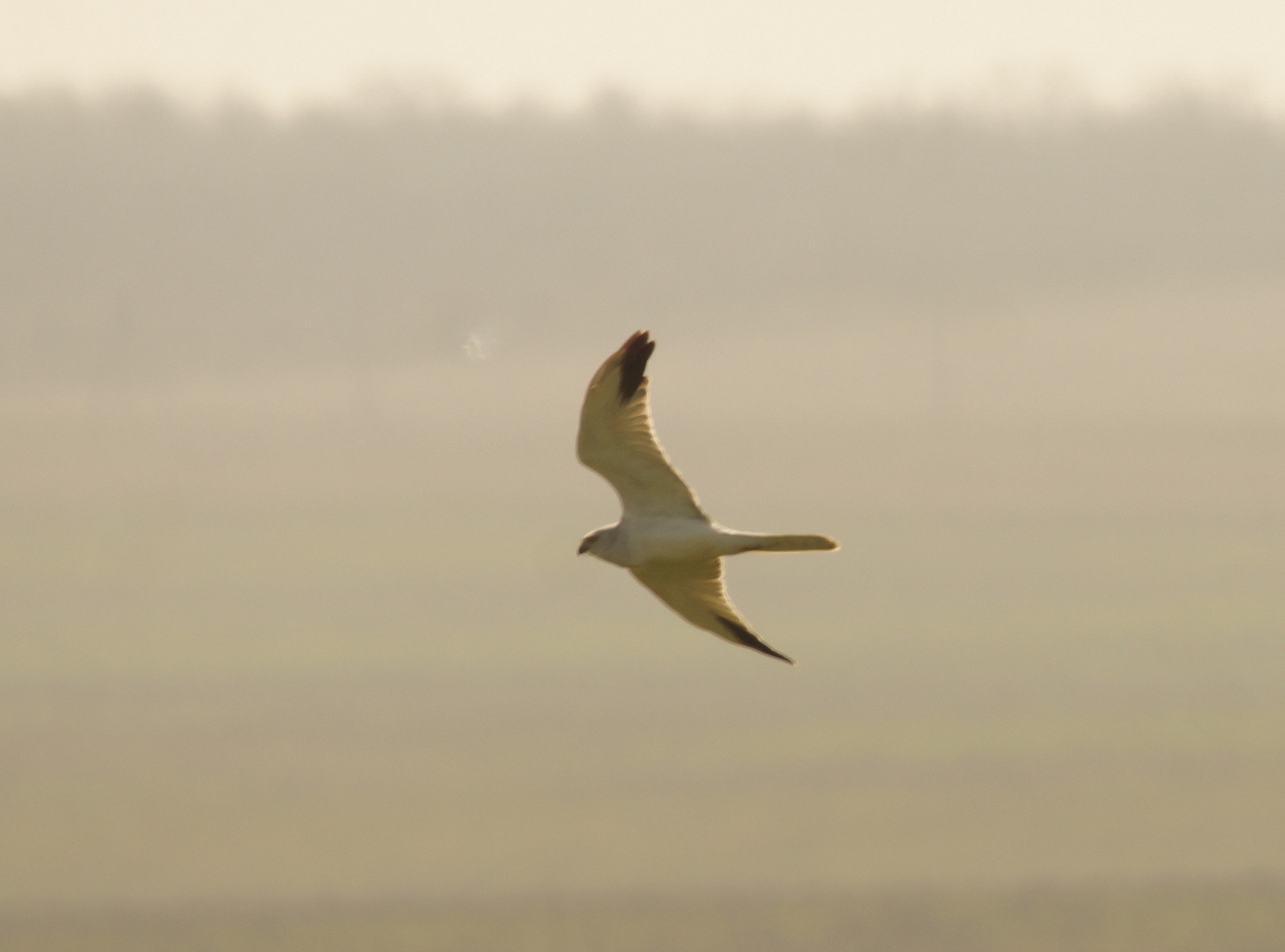 Pallid Harrier (Circus macrourus), photo 5