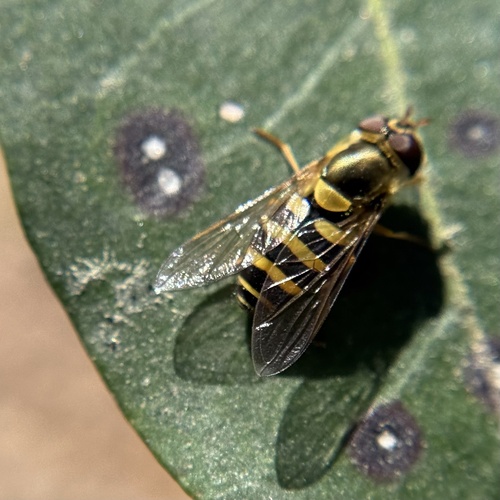 Unknown species found near Pisgah National Forest, Horse Shoe, NC, US
