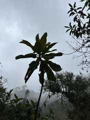 Bocconia integrifolia