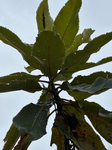 Bocconia integrifolia, photograph 2