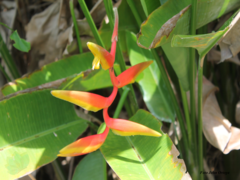 Heliconia marginata