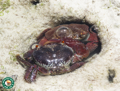 Eriphia smithii