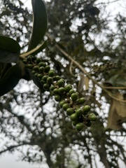 Citharexylum subflavescens