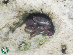Eriphia smithii