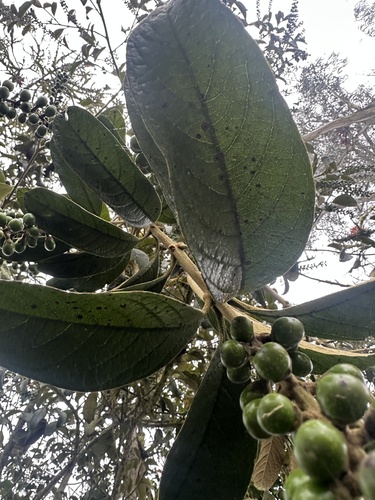 Citharexylum subflavescens, photograph 2