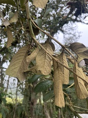 Citharexylum subflavescens, photograph (c) Nicolás Baresch Uribe, some rights reserved (CC BY)