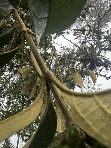 Citharexylum subflavescens, photograph 4