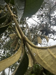 Citharexylum subflavescens, photograph (c) Nicolás Baresch Uribe, some rights reserved (CC BY)