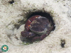 Eriphia smithii